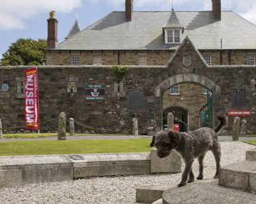 Spingo the museum dog at Cornwall's Regimental Museum, a dog friendly attraction.