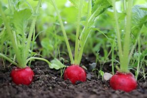 How to Grow Radishes 
