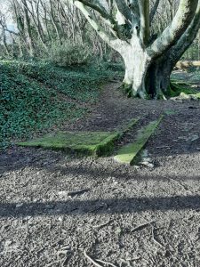 The floor of a wood with dried leaves, showing the remains of the foundations of World War 2 buildings